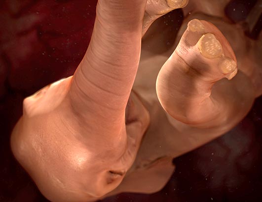 animal embryo