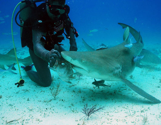 Shark Week