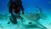 'Shark Week' Offers More Glimpses Into Terrifying, Predator-Infested Waters