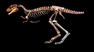 Tyrannosaurus rex