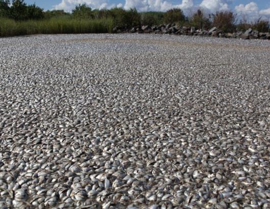 Fish Kill