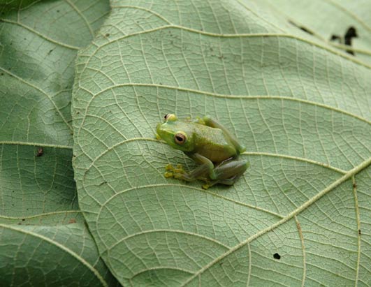 Congo new species