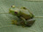Congo new species
