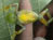 Congo new species