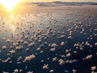 Frost Flowers Bloom Beautifully in Arctic Ocean