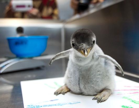 A pair of Gentoo penguin chicks are weighed and examined at Moody Gardens in Galveston, Texas, Nov. 28, 2012. 