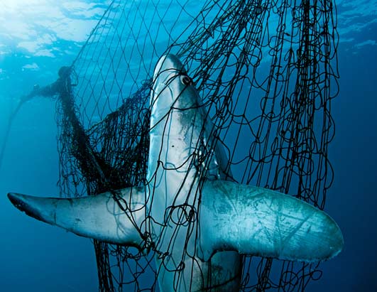 Global Fisheries