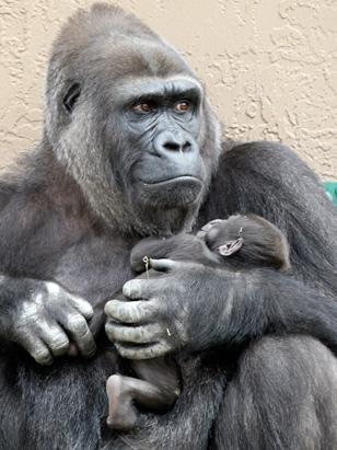 A Baby Monkey? What a Boar!