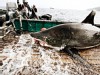 Photo: Expedition Great White: Tracking the World?s Largest Predatory Fish: Scientists, sports fisherman join to catch ? and release ? a great white shark.