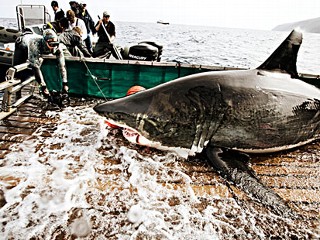 Photo: Expedition Great White: Tracking the World?s Largest Predatory Fish: Scientists, sports fisherman join to catch ? and release ? a great white shark.