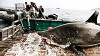 Photo: Expedition Great White: Tracking the World?s Largest Predatory Fish: Scientists, sports fisherman join to catch ? and release ? a great white shark.