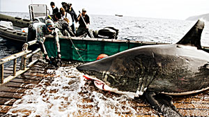 Photo: Expedition Great White: Tracking the World?s Largest Predatory Fish: Scientists, sports fisherman join to catch ? and release ? a great white shark.