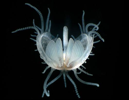 Small World Photomicrography Competition Winners
