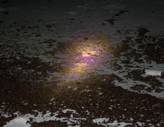Glowing Oil: Gulf Spill Under Ultraviolet Light