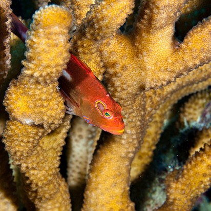 Kiribati's Phoenix Islands Protected Area earns global spotlight as largest World Heritage site on Earth