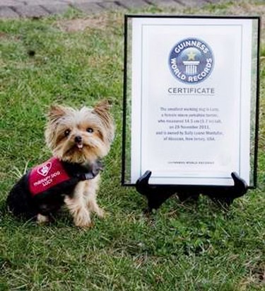 Meet the World's Smallest Working Dog
