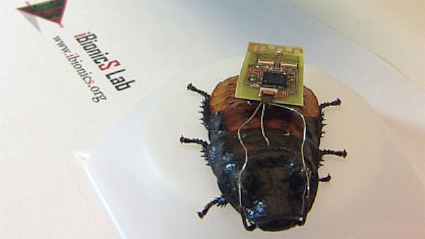 PHOTO: The Microsoft Kinect is tracking this cockroachs movements.