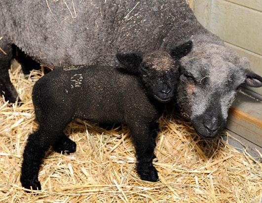 Lamb born in Hurricane Irene