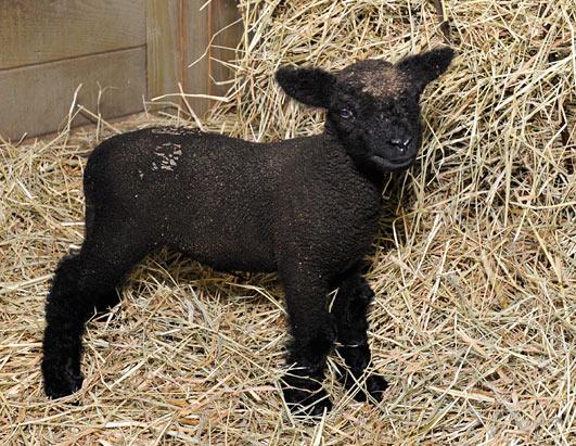 Lamb born in Hurricane Irene