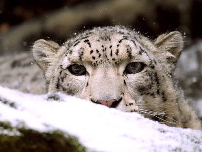 Pics Of Snow Leopards. tigers and a snow leopard