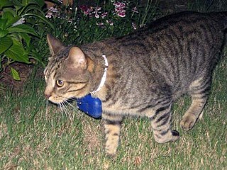 Kitty Cams Reveal Secret Lives of Cats