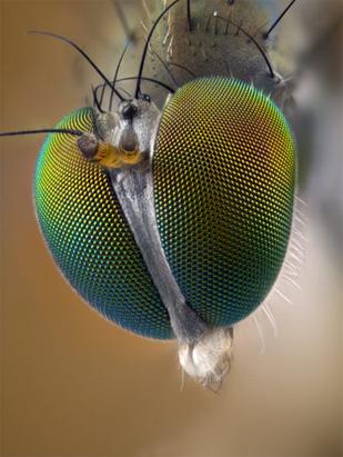 Small World Photomicrography Competition Winners