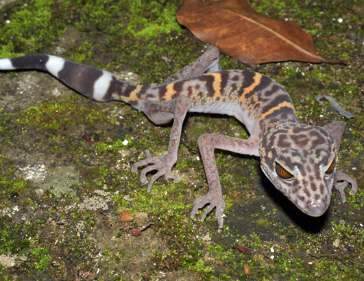 New Mekong Species