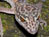 New Mekong Species