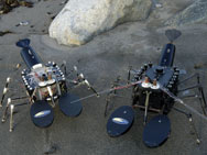 Robo Lobster