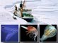 Census of Arctic and Antarctic Marine Life