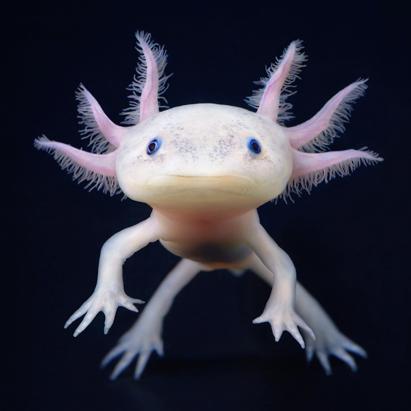 More Than Human: Animal Portraits