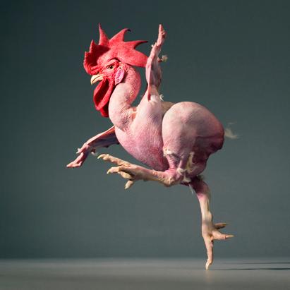More Than Human: Animal Portraits