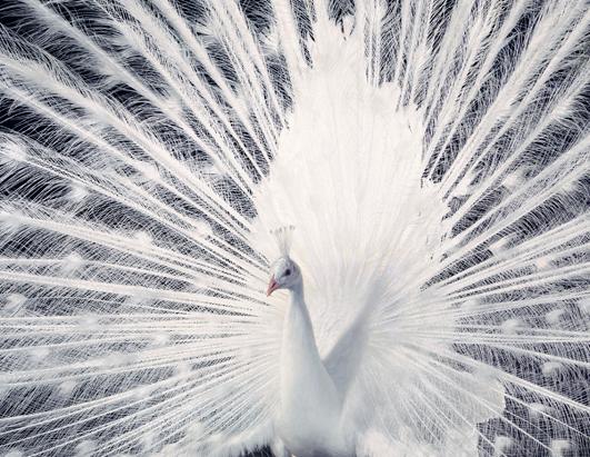 More Than Human: Animal Portraits