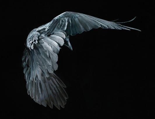 More Than Human: Animal Portraits