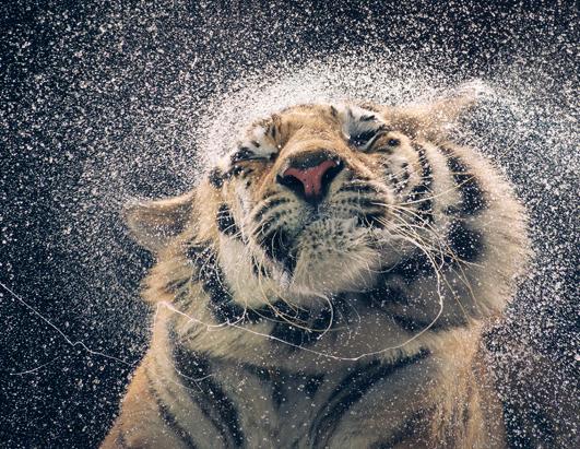 More Than Human: Animal Portraits