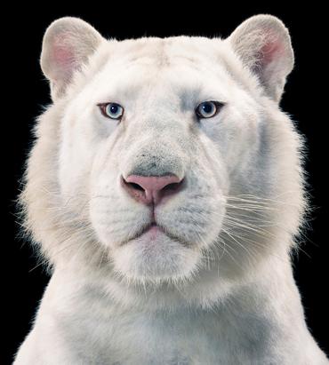 More Than Human: Animal Portraits