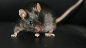 PHOTO One of the mice Chinese scientists say they created from non-embryonic stem cells.