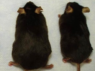 Fat Mouse