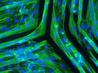 Artifical Jellyfish Made From Rat Cells