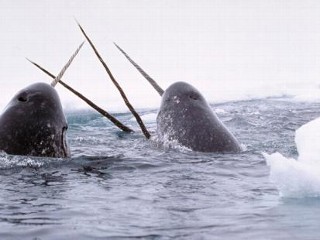 Photos: Arctic Journey: Tracking the 'Unicorns of the Sea'