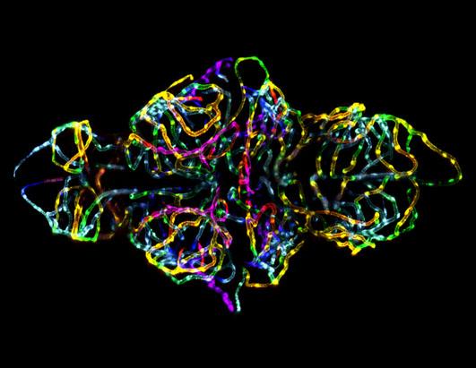 Photo Winners from Nikons Small World Contest