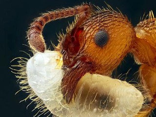 Photos: Photo Winners from Nikons Small World Contest