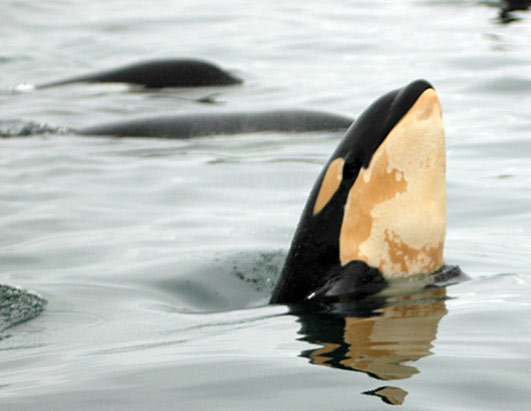 Orca Whale