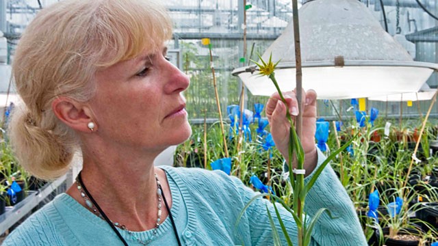 Photo: Pam Soltis at the Florida Museum of Natural History