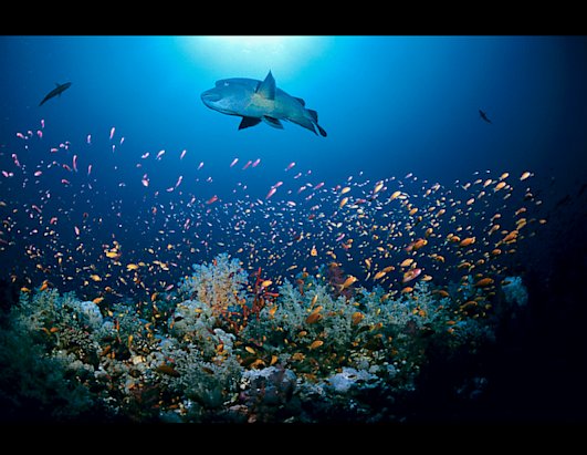 Inhabitants of the Sea