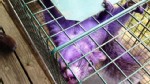 A Rabbit Gets Acupuncture