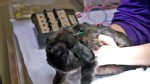 Cat Born With Two Faces