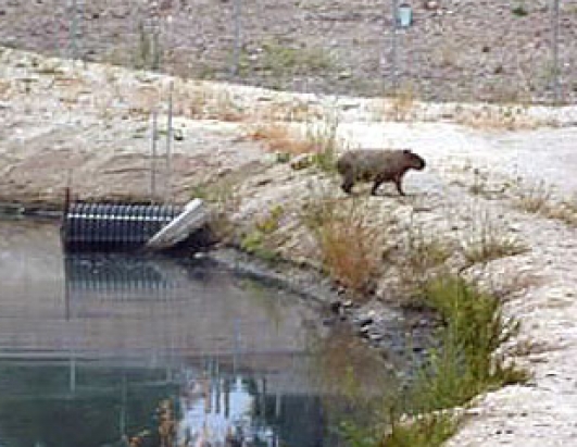 Capybara, The World's Largest Rodent