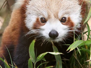 panda in india