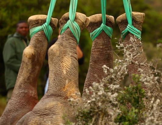 Endangered Black Rhinos are Given a New Home